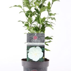 Hibiscus syriacus White Chiffon Hibiscus syr. 'White Chiffon'® P19/C3
(1 Plants/Order)(19cmP 55cmH)