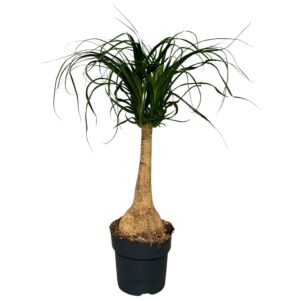 Nolina recurvata Beaucarnea Recurvata
(1 Plants/Order)(21cmP 80cmH)