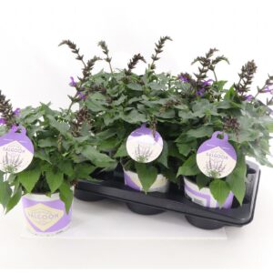 Salvia Salgoon Lake George Salvia Salgoon Lake George P15
(6 Plants/Order)(15cmP 45cmH)