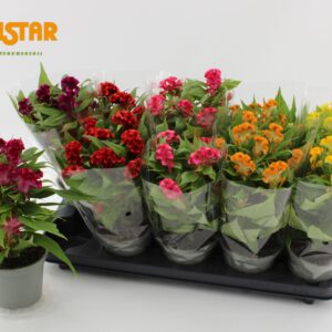 Celosia Twisted Celosia Cristata twisted 12cm, Blanco hoes mix
(10 Plants/Order)(12cmP 30cmH)