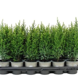Chamaecyparis Snow Whit Chamaecyparis lawsoniana 'Snow White'
(18 Plants/Order)(9cmP 20cmH)