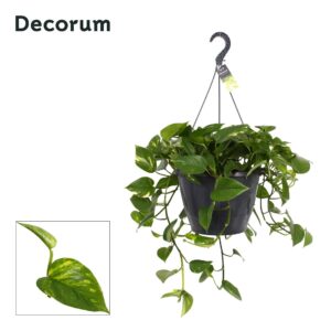 Epipremnum pinnatum Aureum Epipremnum Aureum hang XXL
(1 Plants/Order)(37cmP 50cmH)