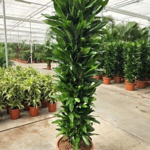 Dracaena Janet Lind Dracaena Janet Lind
(1 Plants/Order)(50cmP 250cmH)