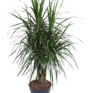 Dracaena marginata Dracaena Marginata busch P27
(1 Plants/Order)(27cmP 130cmH)