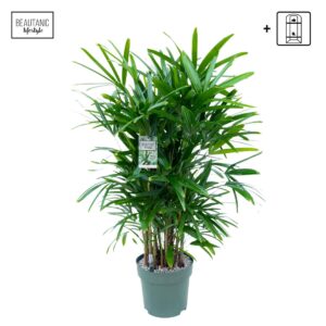 Rhapis excelsa Rhapis Excelsa
(1 Plants/Order)(30cmP 130cmH)