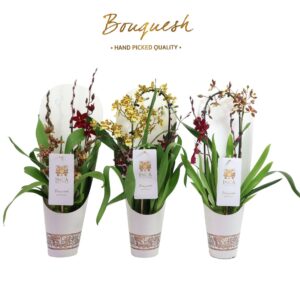 Orchideeen Orchideeën mixed in Potplants Inca Bouquesh
(6 Plants/Order)(12cmP 50cmH)
