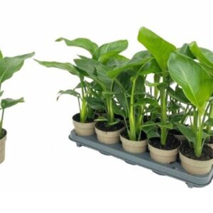 Strelitzia nicolai Strelitzia Nicolai 2pp
(10 Plants/Order)(12cmP 45cmH)
