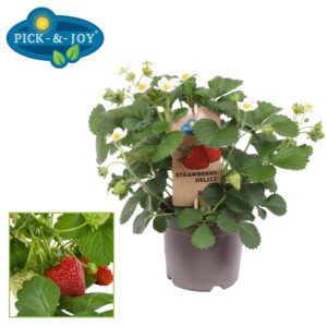 Fragaria PICK-&-JOY® Strawberry Delizz
(4 Plants/Order)(14cmP 35cmH)
