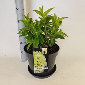 Hydrangea paniculata Hydrangea paniculata Skyfall
(1 Plants/Order)(29cmP 75cmH)