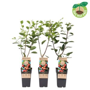 Prunus Victoria Prunus domestica 'Victoria' (pruim), P15
(10 Plants/Order)(15cmP 50cmH)