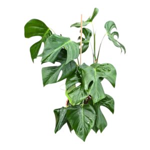 Monstera Monstera Sierrana
(2 Plants/Order)(21cmP 50cmH)