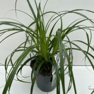Carex oshimensis Carex 'Ribbon Falls'
(6 Plants/Order)(17cmP 30cmH)