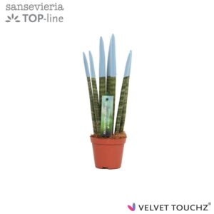Sansevieria Cylindrica Sansevieria VELVET TOUCHZ® Pastel blue
(12 Plants/Order)(8.5cmP 30cmH)