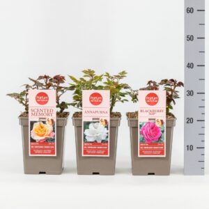 Rosa other Rosa Parfum de Nature mix, C5
(1 Plants/Order)(23cmP 30cmH)