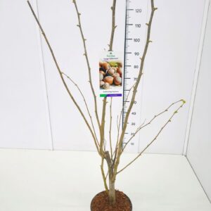 Corylus Purpurea Corylus maxima 'Lange Zellernuss' 80-100C5
(1 Plants/Order)(23cmP 100cmH)