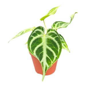Anthurium Leaf DocBlock Anthurium Briëlle® '16' X Briëlle® '16'
(3 Plants/Order)(12cmP 20cmH)