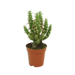 Austrocylindropuntia subulata Opuntia subulata 5,5 cm
(20 Plants/Order)(5.5cmP 8cmH)