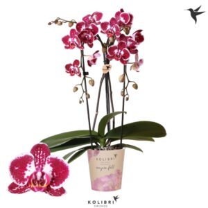 Phalaenopsis Elegant Cascade Kolibri Orchids Phalaenopsis Cascade Niagara Fall Asian Pearl 2 spike
(6 Plants/Order)(12cmP 45cmH)
