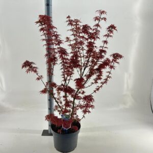 Acer palmatum Jerre Schwartz Acer pal. 'Jerre Schwartz'
(1 Plants/Order)(40cmP 140cmH)