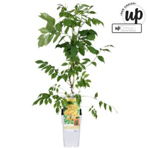 Campsis x tagliabuana Campsis Summer Jazz Gold Trumpet P15
(10 Plants/Order)(15cmP 65cmH)
