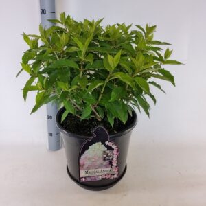 Hydrangea paniculata Hydrangea paniculata magical Andes
(1 Plants/Order)(38cmP 80cmH)