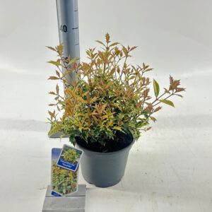 Osmanthus Goshiki Osmanthus het. ‘Goshiki’
(1 Plants/Order)(19cmP 20cmH)