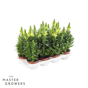 Antirrhinum majus other Antirrhinum majus dark yellow
(8 Plants/Order)(12cmP 35cmH)