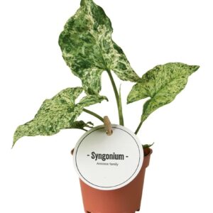 Syngonium Syngonium Mottled
(12 Plants/Order)(6cmP 15cmH)