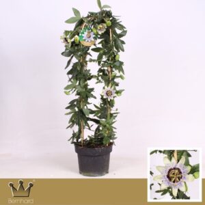 Passiflora Clear Sky Passiflora P23 Dubbele Boog Clear Sky
(1 Plants/Order)(23cmP 90cmH)