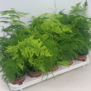 Asparagus setaceus Asparagus Plumosus
(10 Plants/Order)(12cmP 35cmH)