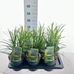 Liriope muscari Liriope muscari 'Big Blue'
(1 Plants/Order)(17cmP 35cmH)