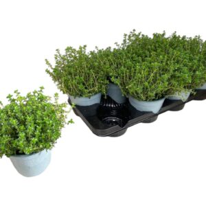 Thymus citriodorus Thymus citriodorus
(8 Plants/Order)(14cmP 20cmH)