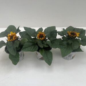Helianthus annuus Tiger Eye Helianthus Annuus Tiger Eye
(8 Plants/Order)(12cmP 30cmH)