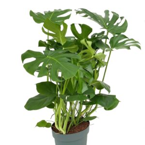 Monstera deliciosa Monstera Deliciosa
(1 Plants/Order)(30cmP 100cmH)
