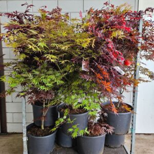 Acer palmatum Bloodgood Acer palmatum mix C35/43cm
(1 Plants/Order)(43cmP 170cmH)