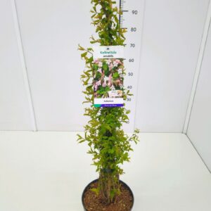 Kolkwitzia Kolkwitzia amabilis 60-80C5
(1 Plants/Order)(23cmP 80cmH)