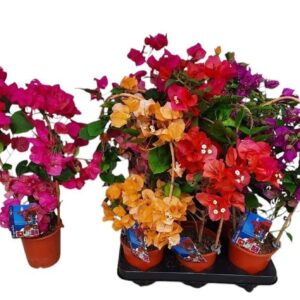 Bougainvillea Dania Bougainvillea boog mix
(6 Plants/Order)(12cmP 50cmH)