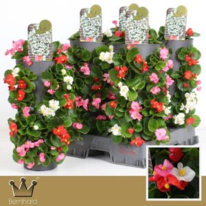 Begonia Begonia Wanderella - mix in Pot
(4 Plants/Order)(15cmP 45cmH)