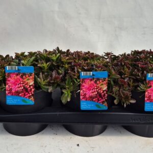 Sedum spurium Sedum spurium Deep pink
(6 Plants/Order)(17cmP 10cmH)