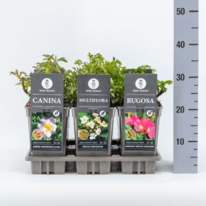 Rosa rugosa pink Basics Botanisch mix, C3
(6 Plants/Order)(17cmP 35cmH)