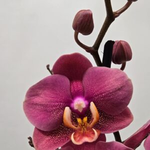 Phalaenopsis other Limited 32 Week 21
(10 Plants/Order)(12cmP 65cmH)