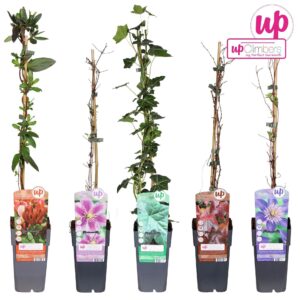 Klimplanten Klimplanten mix laag compleet P15
(10 Plants/Order)(15cmP 65cmH)