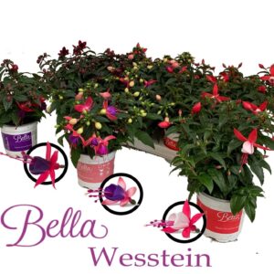 Fuchsia Bella Fuchsia Bella Fuchsia Combia 3 Clr
(12 Plants/Order)(10.5cmP 25cmH)