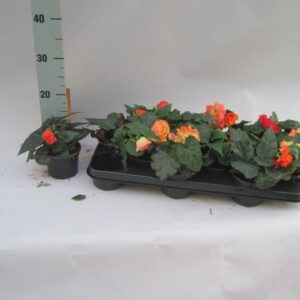 Begonia Begonia illumination mix
(12 Plants/Order)(10.5cmP 15cmH)