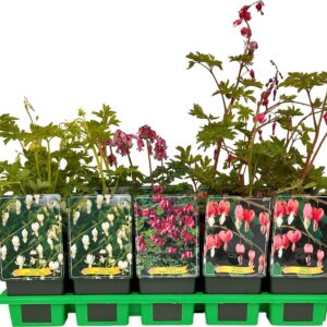 Dicentra spectabilis Dicentra spectabilis mix laag P11
(10 Plants/Order)(11cmP 25cmH)