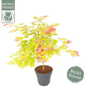 Acer shirasawanum Acer shir. 'Moonrise'
(1 Plants/Order)(29cmP 100cmH)
