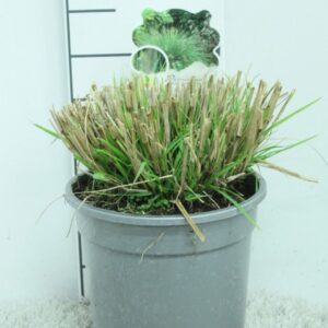 Pennisetum alopecuroides Hameln Pennisetum alop. 'Hameln' zilveren Pot P21
(1 Plants/Order)(21cmP 30cmH)