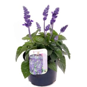 Salvia Mystic Spires Blue Salvia Mystic Spires Blue
(8 Plants/Order)(13cmP 30cmH)