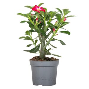 Adenium obesum Adenium Obesum red 13cm
(6 Plants/Order)(13cmP 25cmH)