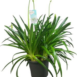 Agapanthus Big White Agapanthus Big White, 6-10 Ripsen
(1 Plants/Order)(40cmP 150cmH)